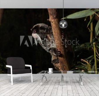 Picture of Tamarin empereur sur fond noir